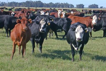 La ganadería demanda pasturas de calidad