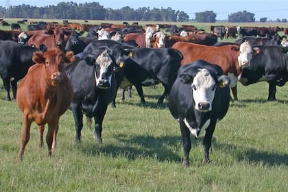 La ganadería demanda pasturas de calidad