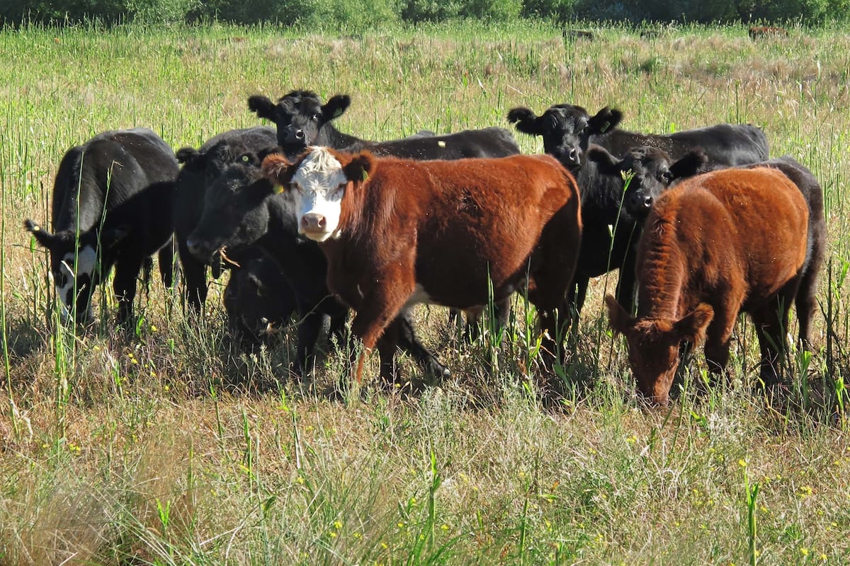 La ganadería enfrenta precios atrasados