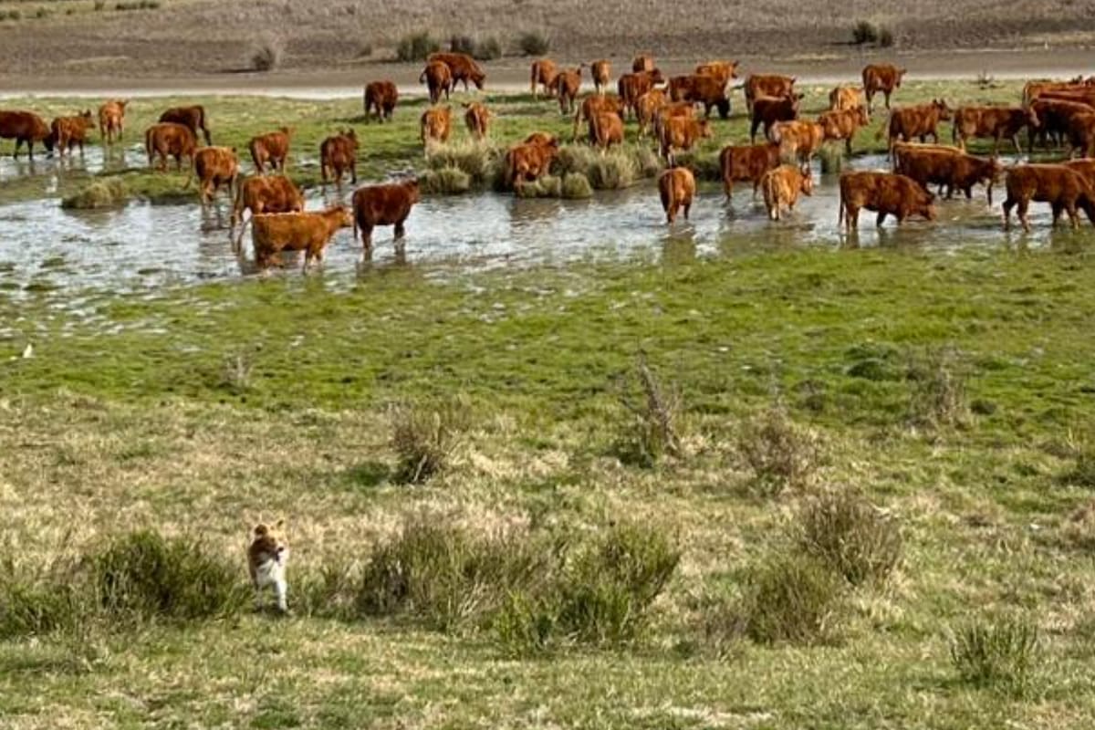 La ganadería es clave en la región