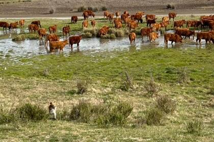 La ganadería es clave en la región