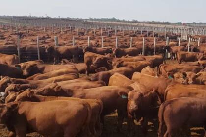 La ganadería es una de las etapas del proyecto lanzado