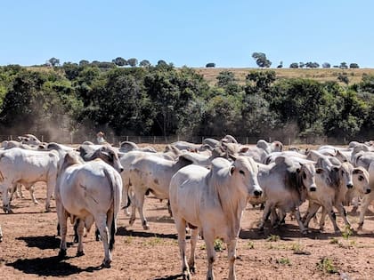 La ganadería es una potencia en el vecino país