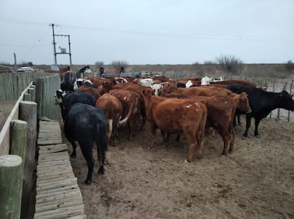 La ganadería gana terreno en Mendoza
