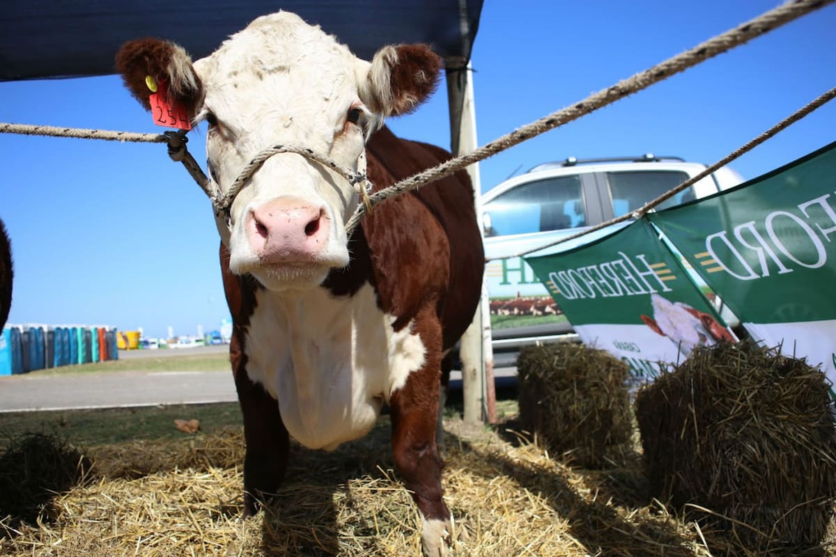 La ganadería, presente en la muestra