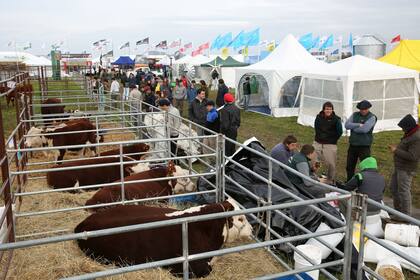 La ganadería requiere más capacitación para potenciar el negocio