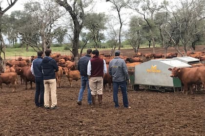 La ganadería, también presente