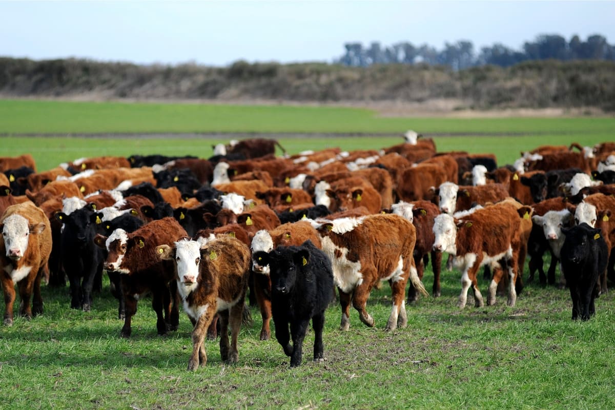 La ganadería tendrá una jornada