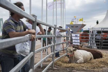 La ganadería tuvo una fuerte presencia en Expoagro con siete razas participantes