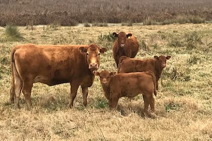 La ganadería tuvo una señal con las retenciones
