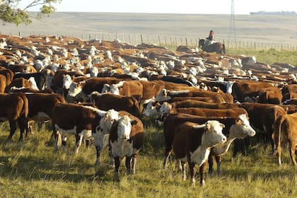 La ganadería, una actividad clave