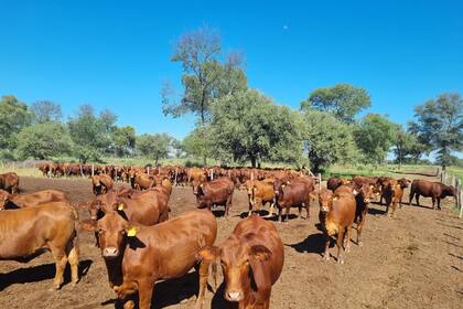 La ganadería y la agricultura siguen siendo eje de presiones y extorsiones inadmisibles