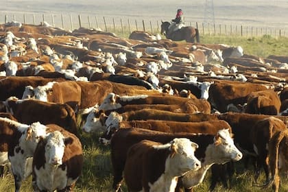 La "ganancia por tenencia" afecta a la ganadería