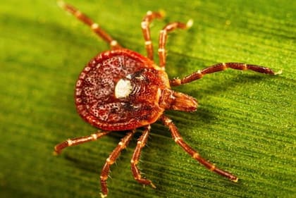 La garrapata estrella solitaria es la que más se relaciona con la aparición de AGS
