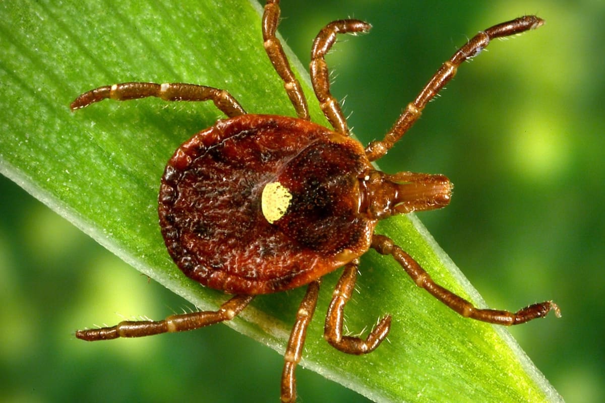 La garrapata estrella solitaria se encuentra en todo el sureste de Estados Unidos y en algunas partes del noreste