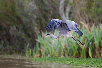 La garza mora es una de las especies que se pueden encontrar en la futura área protegida.
