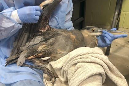 La garza tenía un anzuelo de pesca que le impedía volar
