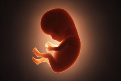 La gastrulación es considerada la caja negra del desarrollo humano porque no se ha podido estudiar en embriones