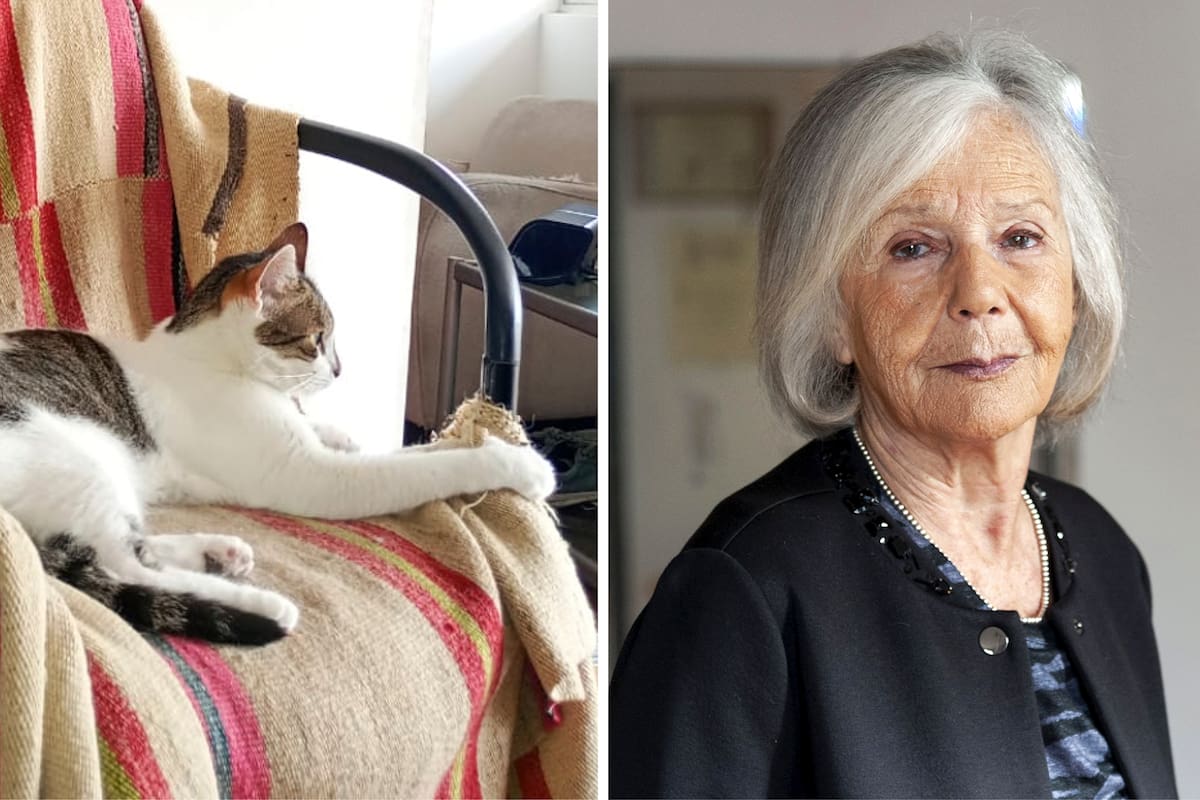 La gata de Beatriz Sarlo vivía en el departamento de la intelectual, antes de ser desalojada por la Justicia