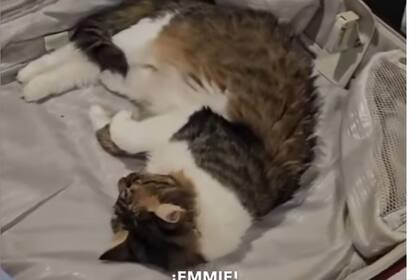 La gata Emmie se ganó el corazón del embajador británico en Paraguay, Ramin Navai