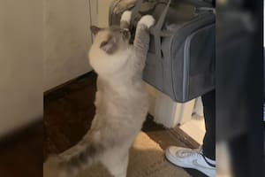 La gata Martini no quería que los gatitos se vayan (Captura: @alissaxxjo)