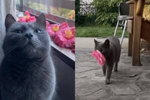 La gata que regalaba flores todos los días y la inesperada razón que emocionó a su humana