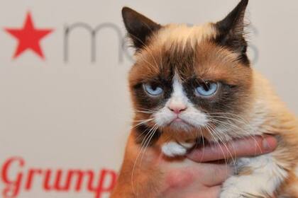 La gata se volvió popular por el gesto distintivo con el que nació.