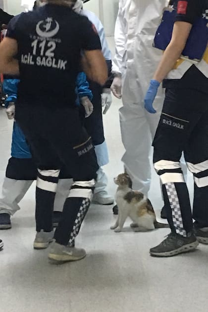 Los felinos fueron atendidos prontamente por el personal del lugar