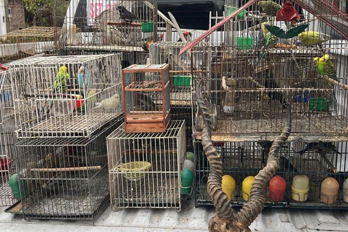 La Gendarmería desbarató a una banda que comercializaba animales