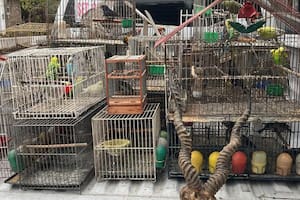 Gendarmería Nacional desbarató una banda que traficaba fauna silvestre