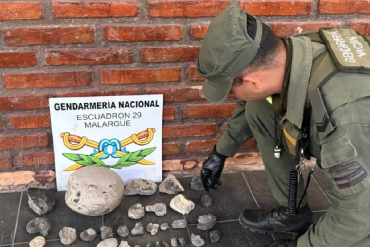 La Gendarmería encontró estos fósiles en un operativo (Foto: argentina.gob.ar)