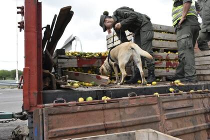 La Gendarmería secuestró 1800 kilos de marihuana en Entre Ríos