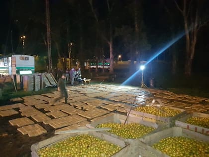La Gendarmería secuestró 1800 kilos de marihuana en Entre Ríos
