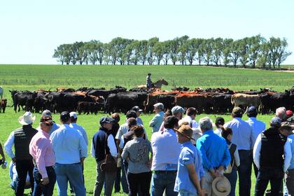 La genética de la raza, a pleno