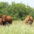 Debate de alto nivel sobre un tema clave para la producción de carne argentina