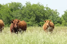 Cumbre de expertos: debate de alto nivel sobre un tema clave para la producción de carne argentina
