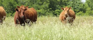 Debate de alto nivel sobre un tema clave para la producción de carne argentina