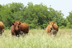 Debate de alto nivel sobre un tema clave para la producción de carne argentina