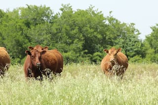 Debate de alto nivel sobre un tema clave para la producción de carne argentina