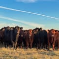 “El país tiene un margen de crecimiento del 30 al 40% en su peso medio de faena”