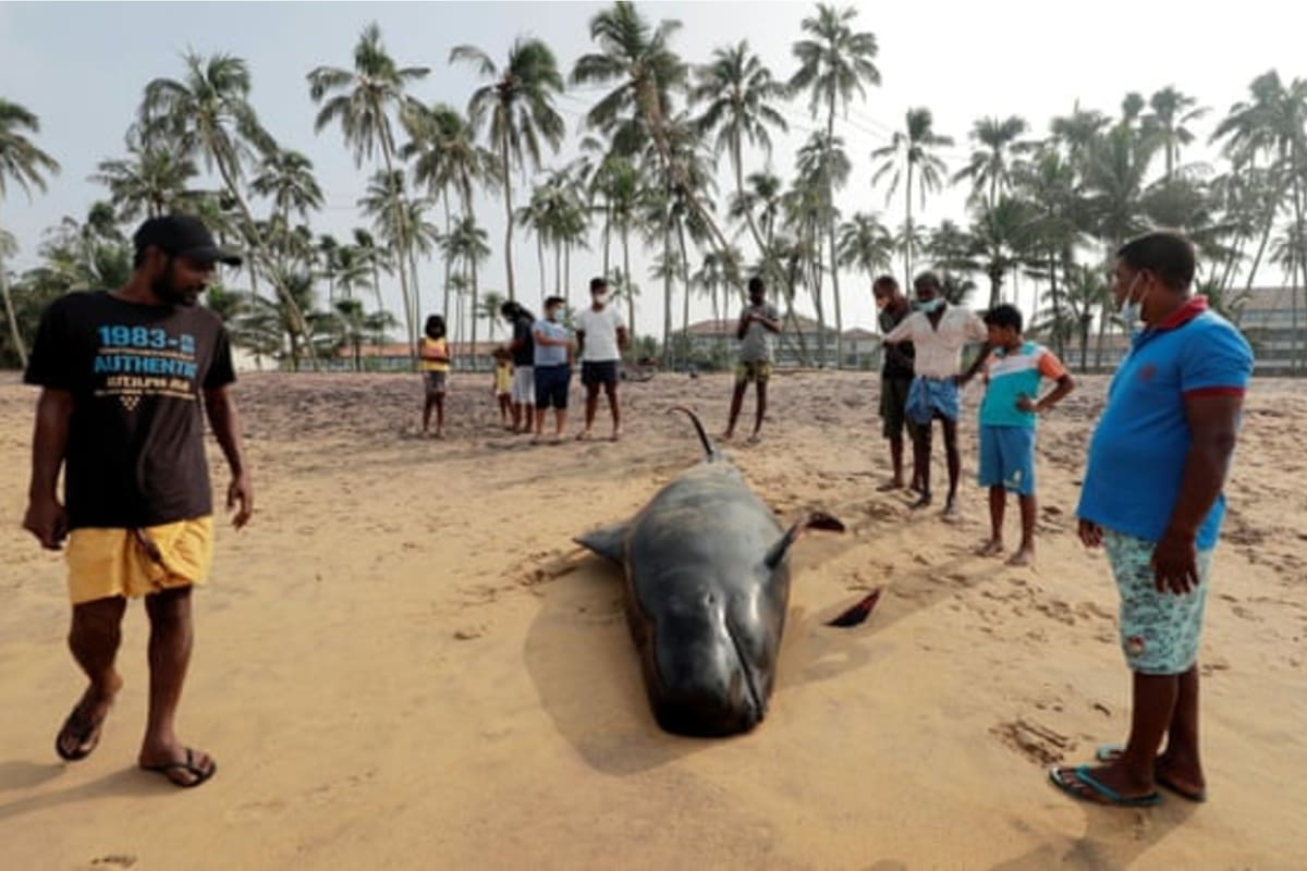 La gente observa a una ballena piloto muerta en la playa de Panadura, a 25 kilómetros de Colombo, la capital de Sri Lanka (Dinuka Liyanawatte/Reuters)
