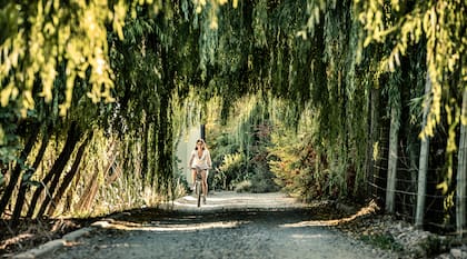 La geografía privilegiada y la fuerte identidad cultural vinculada al vino convierten a la región en una plaza atractiva para el desarrollo inmobiliario, según Armentano