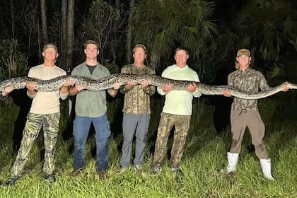 La gigantesca pitón debió ser cargada por varias personas; Jack Cronin (der.), de 18 años, fue quien la capturó