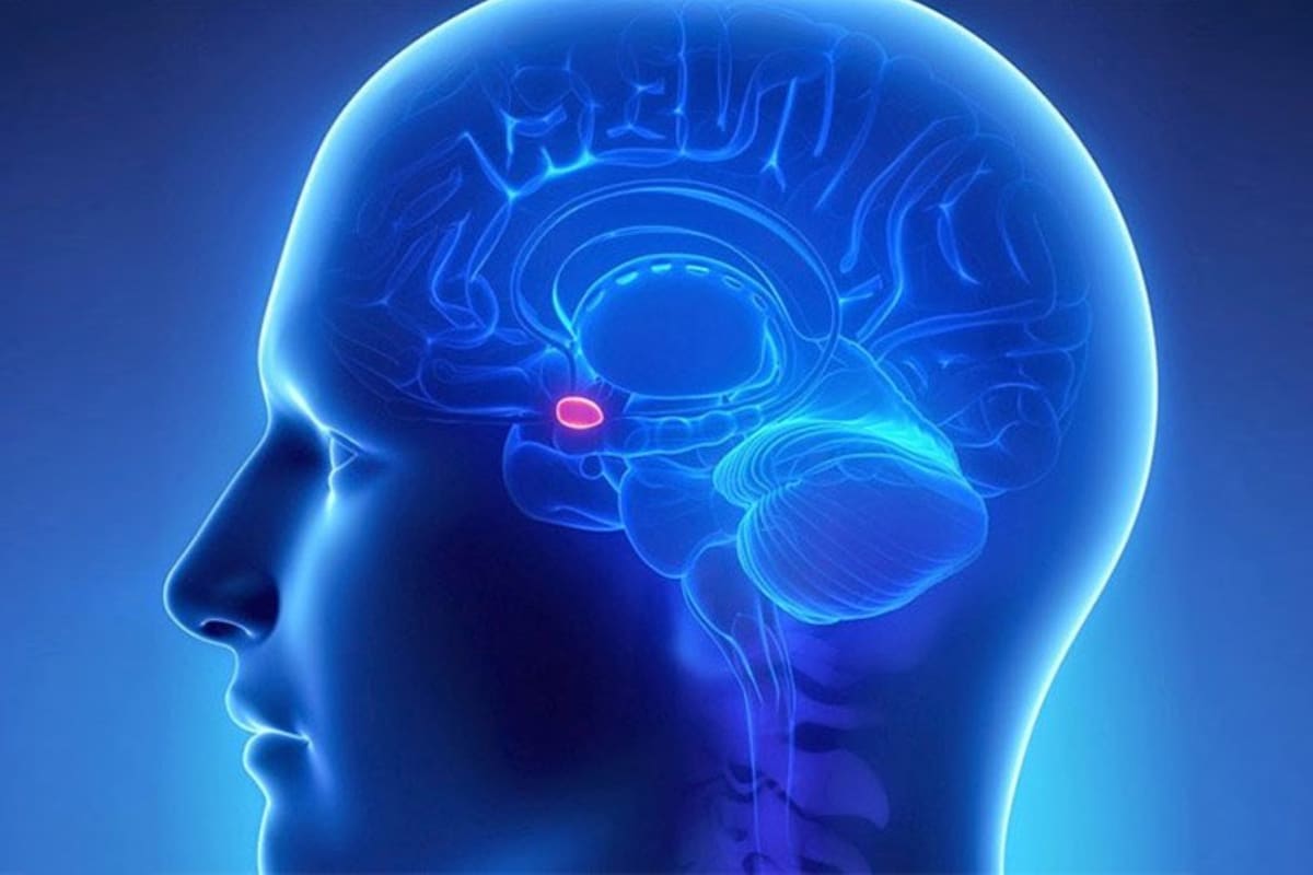 La glándula pineal, de forma ovalada y tamaño de un grano de arroz, se localiza detrás del hipotálamo