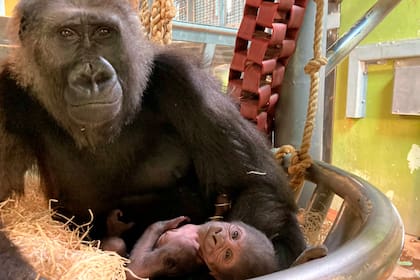 La gorila y su bebé abrazados en una hamaca
