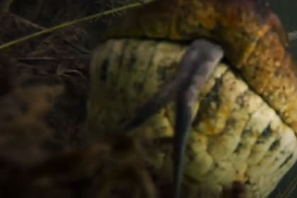 La grabación del reptil es llamativa por su cercanía; fue tomada en el río Formoso, cerca de Bonito