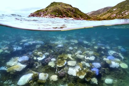 La Gran Barrera de Coral, en Australia, . (DAVID GRAY / AFP)