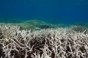 La Gran Barrera de Coral sufrió un blanqueamiento sin precedentes en 2016 y 2017.