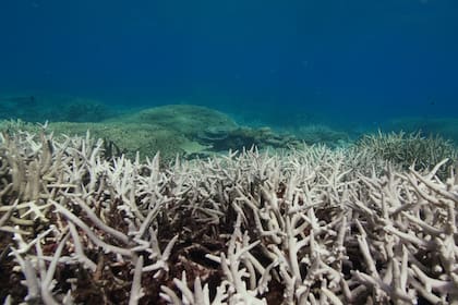 Preocupación medioambiental: miles de corales se blanquearon debido a la ola de calor