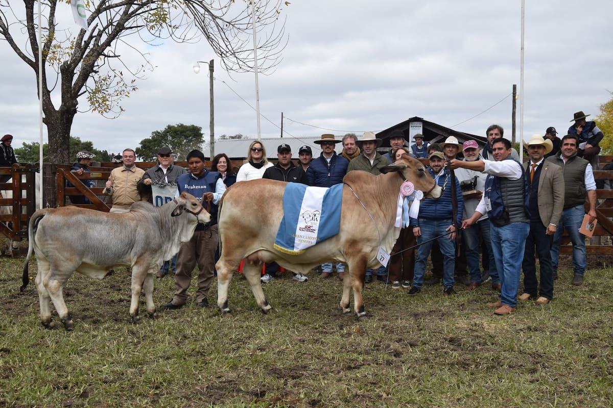 La Gran Campeón Hembra Brahman